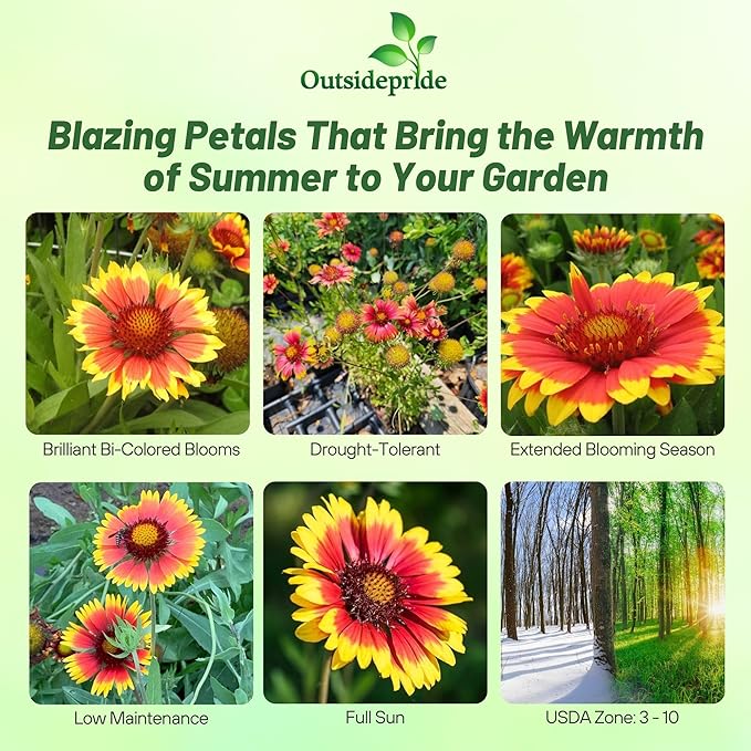 Outsidepride Gaillardia Pulchella Red Indian Blanket Seeds for Planting - 5000 Pcs Annual Flower Seeds, Heat & Drought Tolerant for Xeriscaping, Borders, & Small Garden Spaces (Pack of 2)