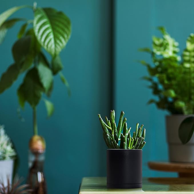 D'vine Dev 12 Pack 3.5 Inch Mini Plastic Plant Pots, Small Garden Planters for Plant with Drainage Holes and Saucers, Black Color, 74-Y-D-4