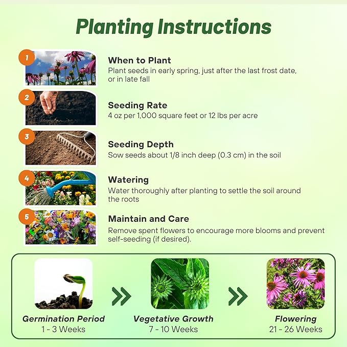 Outsidepride Purple Echinacea Coneflower Seeds - 1000 Pcs Perennial, Deer-Proof & Drought Tolerant Flower Seeds with Daisy-Like Blooms for Pollinator-Friendly Gardens, Borders, & Meadows