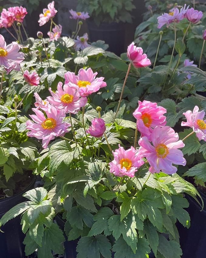 Perennial Farm Anemone x Hybrida Fantasy™ 'Pocahontas' – Live Windflower in #1 Container, Semi-Double Pink Blooms, Compact, Long Blooming, Deer Resistant, Ideal for Borders & Pollinator Gardens