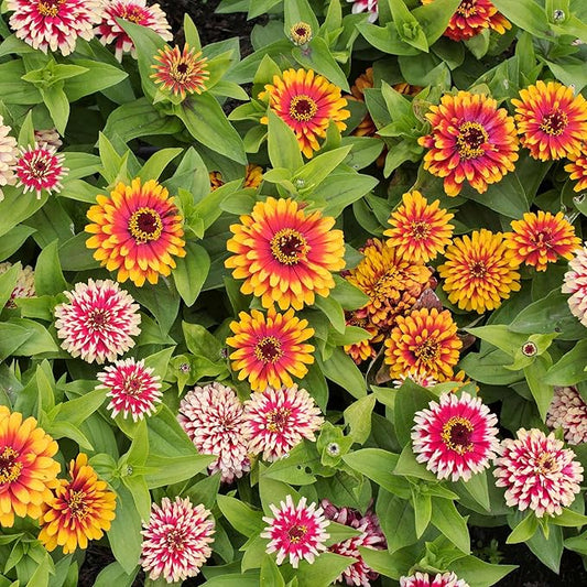 Eden Brothers Zinnia Seeds - Swizzle Mix