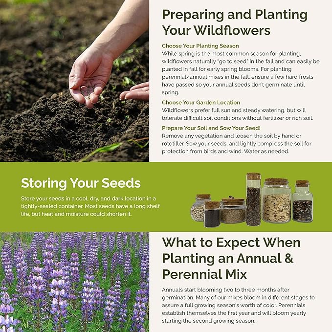 Eden Brothers Lupine Flower Mixed Seeds for Planting, 10 lb, 4,800,000+ Seeds with Russell, Arroyo, Yellow, Sky Lupine | Attracts Pollinators, Plant in Spring or Fall, Zones 3, 4, 5, 6, 7, 8, 9, 10