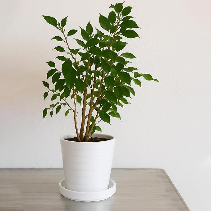 D'vine Dev Modern Round 5.4 Inch Ceramic Plant Pot Saucer, Planter Pot Drainage Tray for Indoor Plants, Set of 2, Matte White, 97-T-A-22