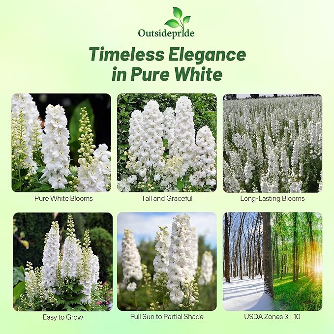 Outsidepride Delphinium White Larkspur Seeds for Planting Outdoors - 2000 Pcs Annual, Self-Seeding, Heat & Drought Tolerant Wildflower Seed, Colorful Blooms for Flower Arrangement & Pollinator Garden