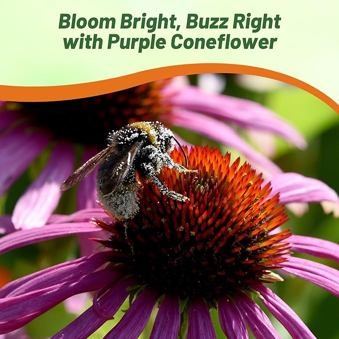 Outsidepride Purple Echinacea Coneflower Seeds - 1000 Pcs Perennial, Deer-Proof & Drought Tolerant Flower Seeds with Daisy-Like Blooms for Pollinator-Friendly Gardens, Borders, & Meadows