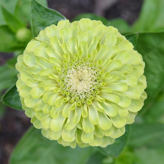 Eden Brothers Zinnia Seeds - Queen Lime, Non-GMO Seeds for Planting, Packet | Low-Maintenance Flower Seeds, Plant During Spring, Zones 2, 3, 4, 5, 6, 7, 8, 9, 10, 11