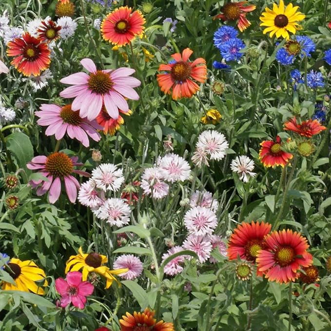 Outsidepride Northeast Wild Flower Seed Mix - 1/4 lbs Premium Blend of Vibrant Biennial & Annual Wildflower Seeds for Northeastern States, Ideal for Meadows, Borders, Gardens, & Attracting Pollinators