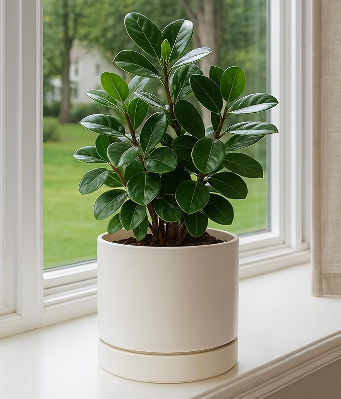 Phoenix Vine 8 Inch Planter Pot with Drainage Hole & Saucer, Deep Water Catch Tray, Straight Cylindrical Round Pot for Plants, Oatmeal, Pack of 1, 23-E-T-1