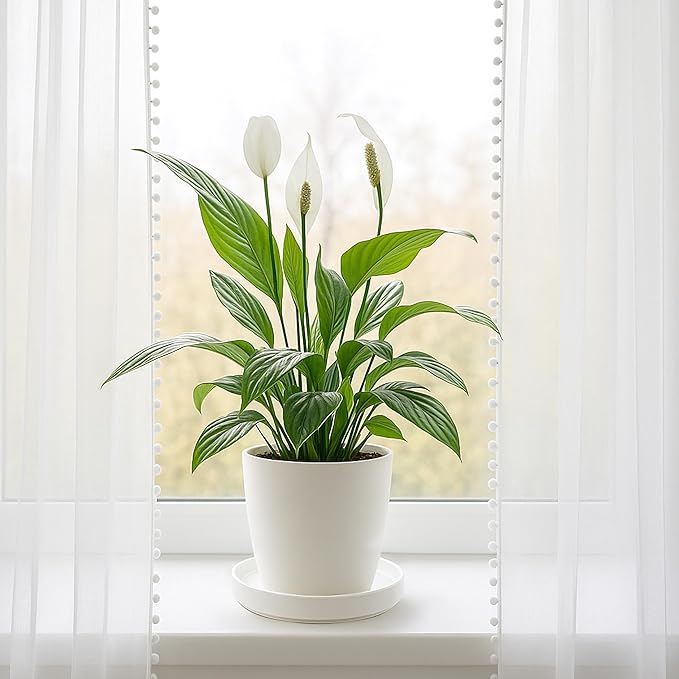 D'vine Dev Modern Round 7.1 Inch Ceramic Plant Pot Saucer, Planter Pot Drainage Tray for Indoor Plants, Matte White, 97-T-A-3