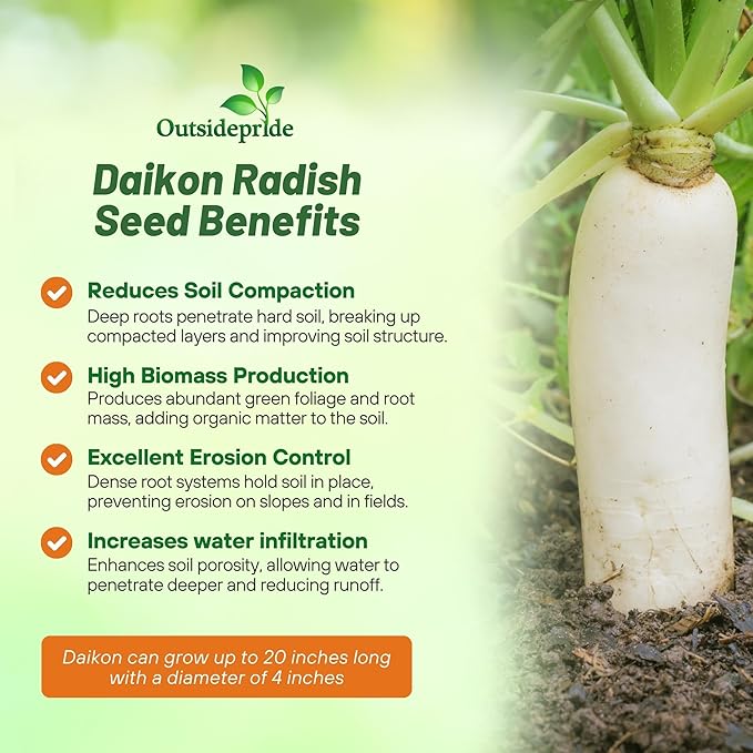 Outsidepride Annual Daikon Radish Seeds - 10 lbs. Chinese, Japanese, & Oriental Radish Seeds for Soil Health, Erosion Control, & Soil Aeration - Ideal for Gardens, Cover Crops, Pastures, & Food Plots