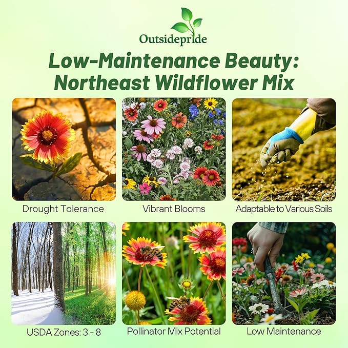 Outsidepride Northeast Wild Flower Seed Mix - 5 lbs Premium Blend of Vibrant Biennial & Annual Wildflower Seeds for Northeastern States, Ideal for Meadows, Borders & Gardens, & Attracting Pollinators