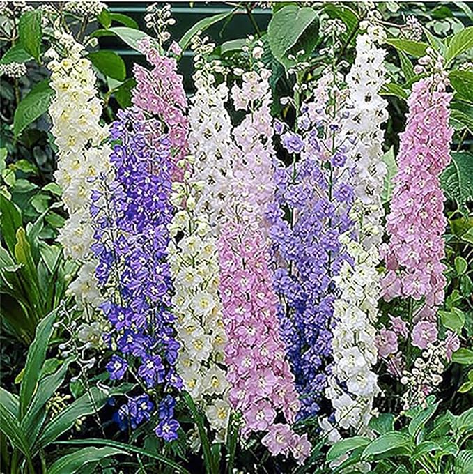 Larkspur Standard Seeds - Mixed Colors - 1800+ Seeds