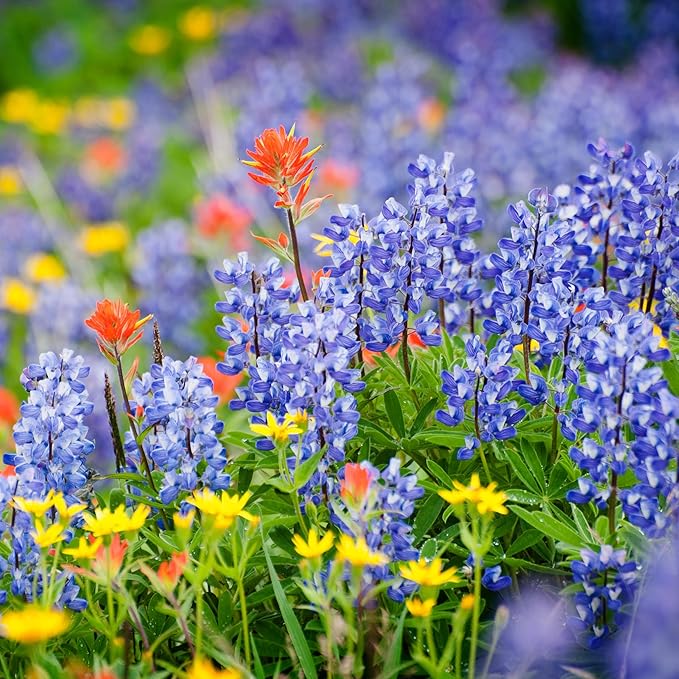 Created By Nature Iowa Wildflower Seed Mix, 16 Flower Varieties, 40,000 Seeds