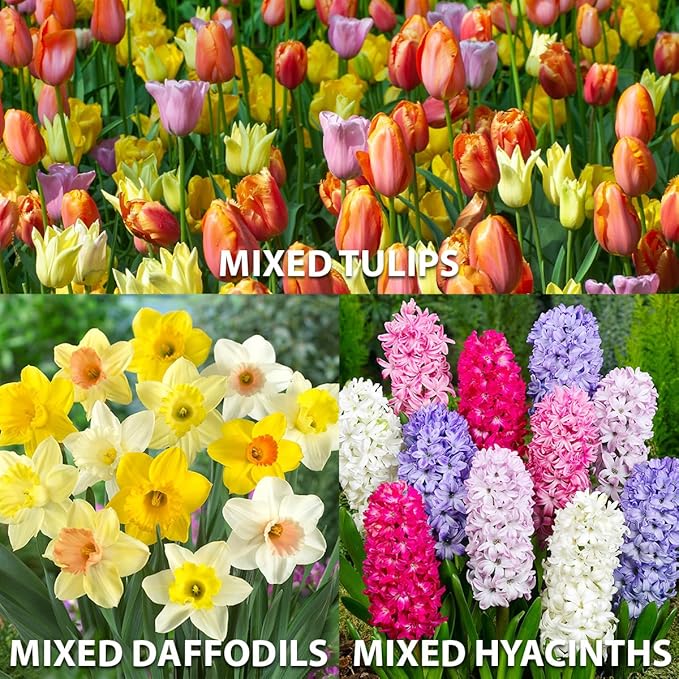 Complete Spring Flower Bulb Garden – Mixed Tulips, Daffodils & Hyacinths – 75 Bulk Bulbs for Colorful Spring Blooms – Easy Fall Planting - Plant in Gardens, Borders & Flowerbeds - Willard & May