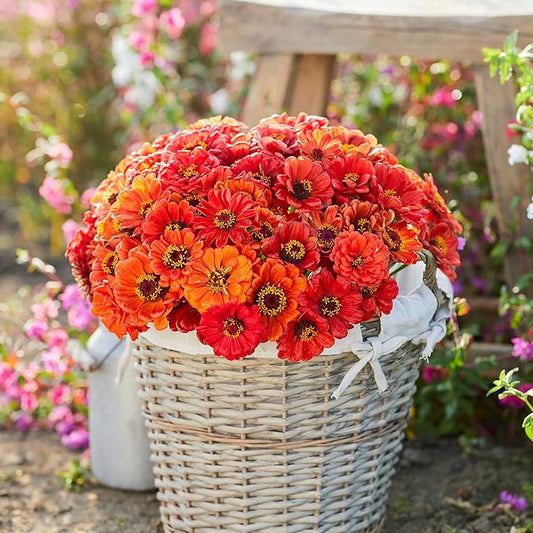 Eden Brothers Zinnia Seeds - Oriole, Non-GMO Seeds for Planting, Packet | Low-Maintenance Flower Seeds, Plant During Spring, Zones 3, 4, 5, 6, 7, 8, 9, 10