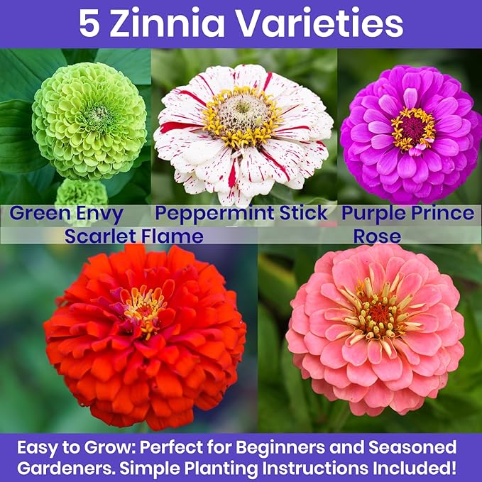 NatureZ Edge Zinnia Seeds for 2025 Planting Outdoors, Over 650 Flower Seeds, 5g, Non GMO Made in USA, Bulk Semillas De Flores para Sembrar, Variety Mix, Easy to Grow Zinnia Seed Mix
