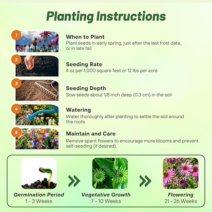 Outsidepride Purple Echinacea Coneflower Seeds - 1 lb Perennial, Deer-Proof & Drought Tolerant Flower Seeds with Daisy-Like Blooms for Pollinator-Friendly Gardens, Borders, & Meadows