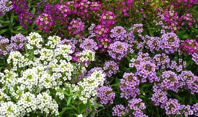 Seeds Sweet Alyssum Seed Mix 800+ Seeds for Planting Carpet Flower Annual Plant Non-GMO Lobularia Maritima