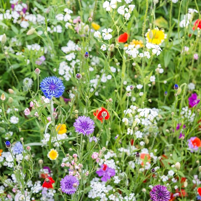 Created By Nature Iowa Wildflower Seed Mix, 16 Flower Varieties, 40,000 Seeds