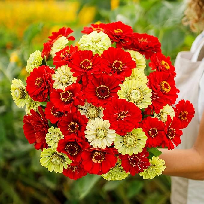 Eden Brothers Zinnia Seeds - Christmas in July Mix, Non-GMO Seeds for Planting, Packet | Low-Maintenance Flower Seeds, Plant During Spring, Zones 3, 4, 5, 6, 7, 8, 9, 10