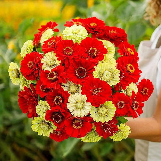 Eden Brothers Zinnia Seeds - Christmas in July Mix, Non-GMO Seeds for Planting, Packet | Low-Maintenance Flower Seeds, Plant During Spring, Zones 3, 4, 5, 6, 7, 8, 9, 10