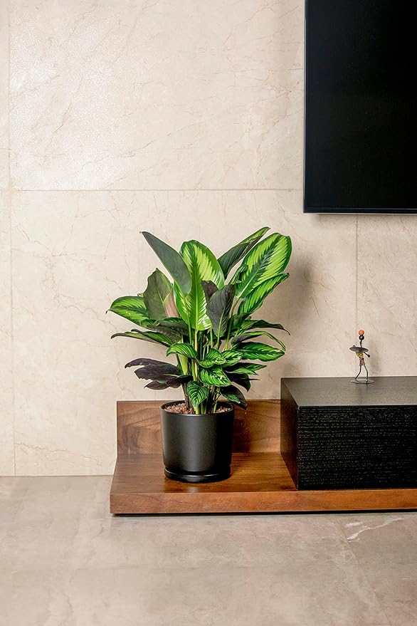 Ekirlin 5 inch Plant Pots,Ceramic Flower Planters Indoor,Modern Succulents Containers with Drain Hole Saucer,Decorate Home,Office & Outdoor (Black)