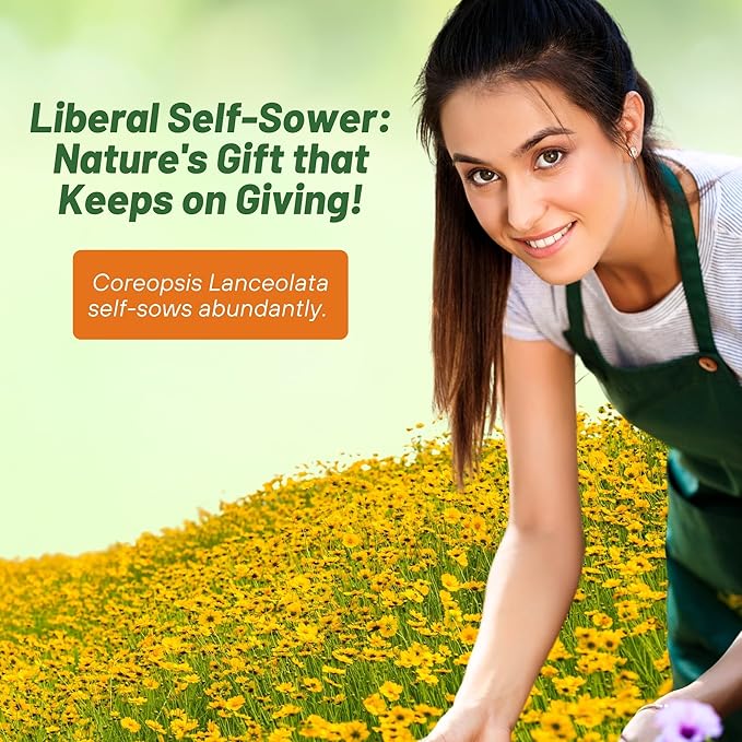 Outsidepride Lance-leaved Coreopsis Seeds - 1/4 lb. Perennial, Humidity & Drought Tolerant Flower Seeds for Planting Clumping Vibrant Golden Blooms, Ideal for Xeriscaping and Low Maintenance Gardens