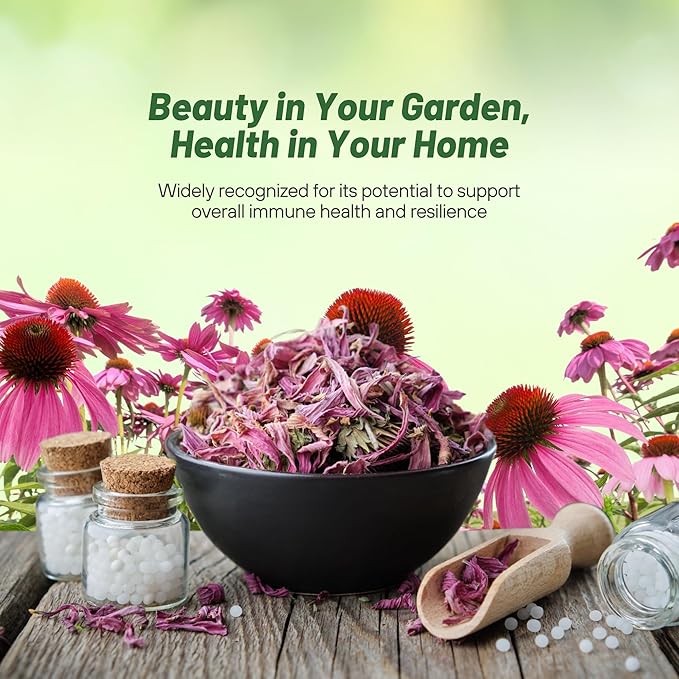 Outsidepride Purple Echinacea Coneflower Seeds - 1000 Pcs Perennial, Deer-Proof & Drought Tolerant Flower Seeds with Daisy-Like Blooms for Pollinator-Friendly Gardens, Borders, & Meadows