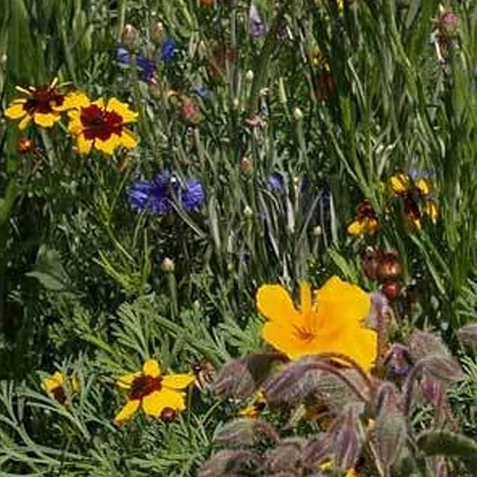Southeastern Wildflower Seeds Bulk – 5 lb, 3.2 Million+ Seeds – Native Wildflower Seed Mix for Southeast USA – Annual & Perennial Pollinator Flower Seed for Garden, Meadow & Landscaping
