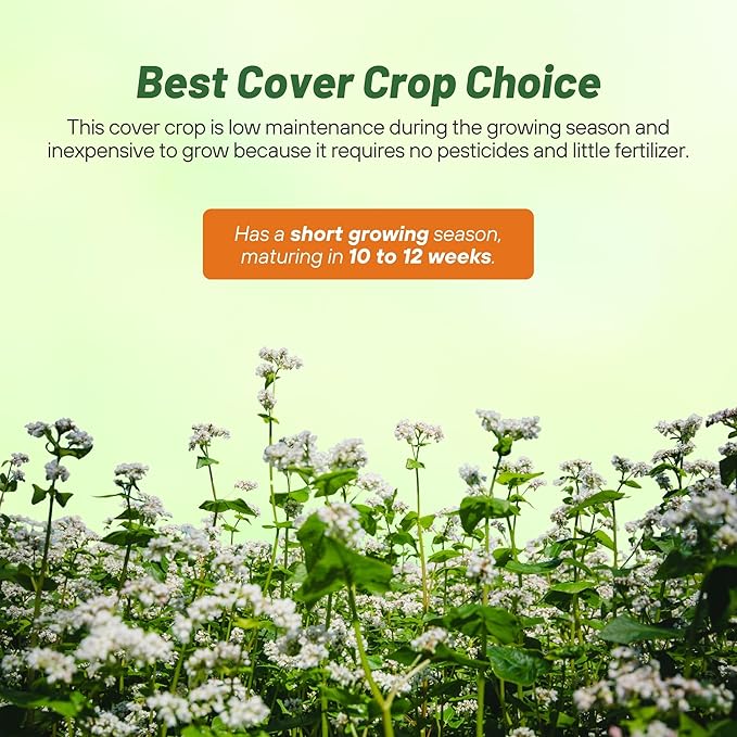 Outsidepride Buckwheat Seeds - 10lbs Annual, Fast-Growing, Easy to Grow Buckwheat Cover Crop Seeds for Green Manure, Bee Pasture & Pollinators, Wildlife Habitat, Soil Improvement, and Erosion Control