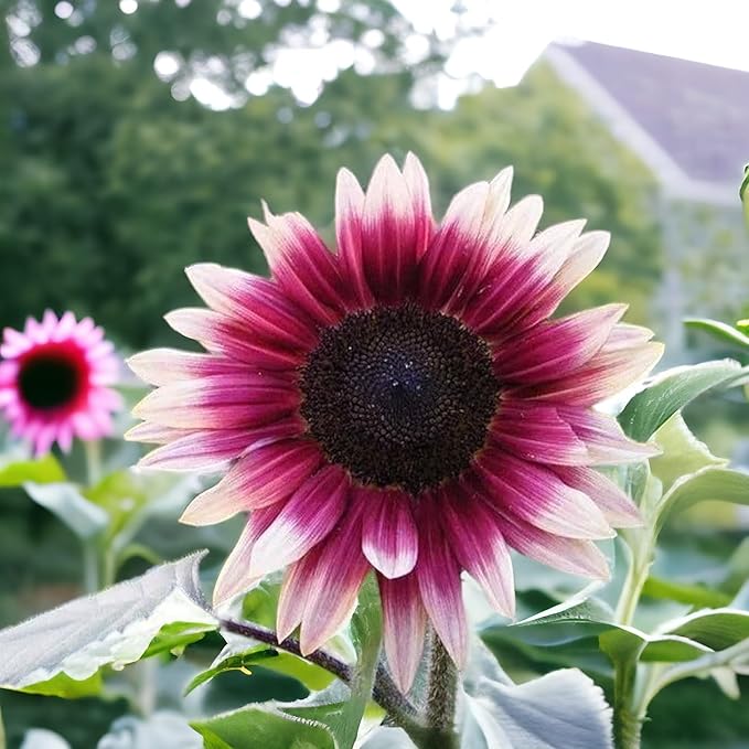 50pcs Rare Strawberry Pink Sunflower Seeds - Non-GMO Heirloom, Easy Grow Instructions Included - Unique Garden Addition