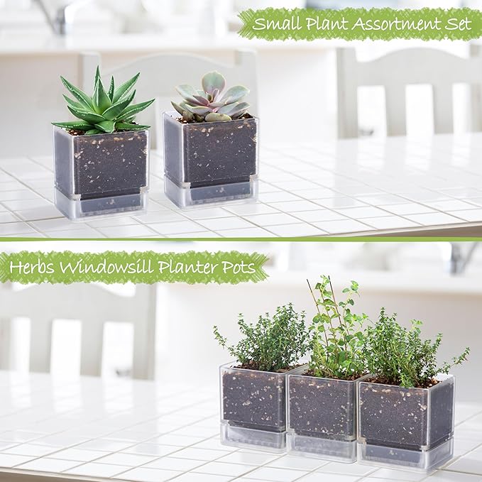 D'vine Dev 4 Inch Herb Planter Pot, Plastic Planter with Drainage Holes and Saucer, Modern Decorative Gardening Pot for Indoor Plants, Flowers, Herbs, Succulents, Clear, Set of 3, 76-Y-D-3