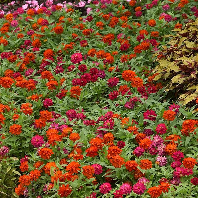 Eden Brothers Zinnia Seeds - Zahara Double Cherry & Double Fire