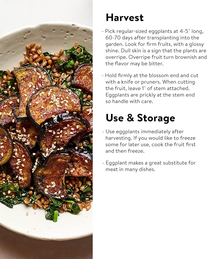 Burpee Patio Baby Eggplant Seeds 30 seeds