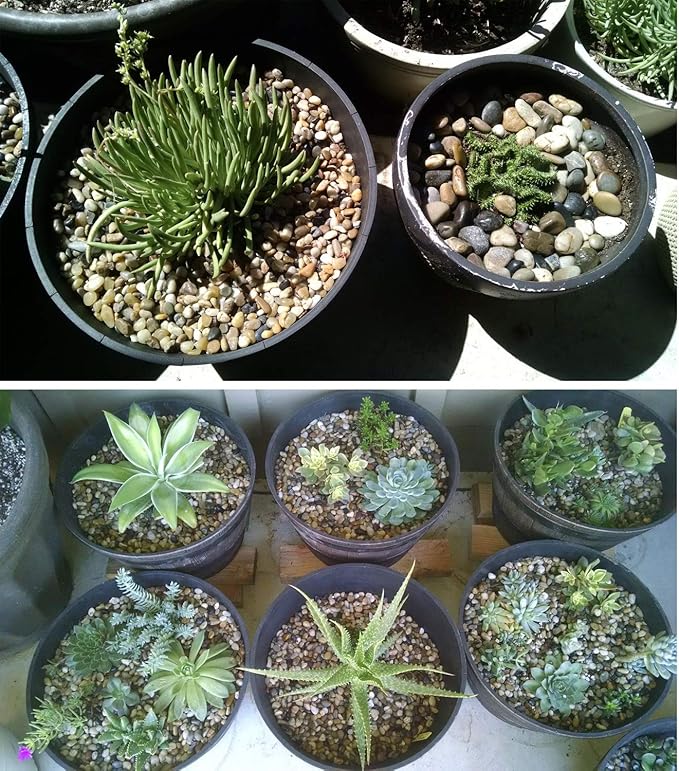 Voulosimi River Rock Stones, Natural Decorative Polished Mixed Pebbles Gravel,Outdoor Decorative Stones for Plant Aquariums, Landscaping, Vase Fillers (7 LB, Mixed Colors)