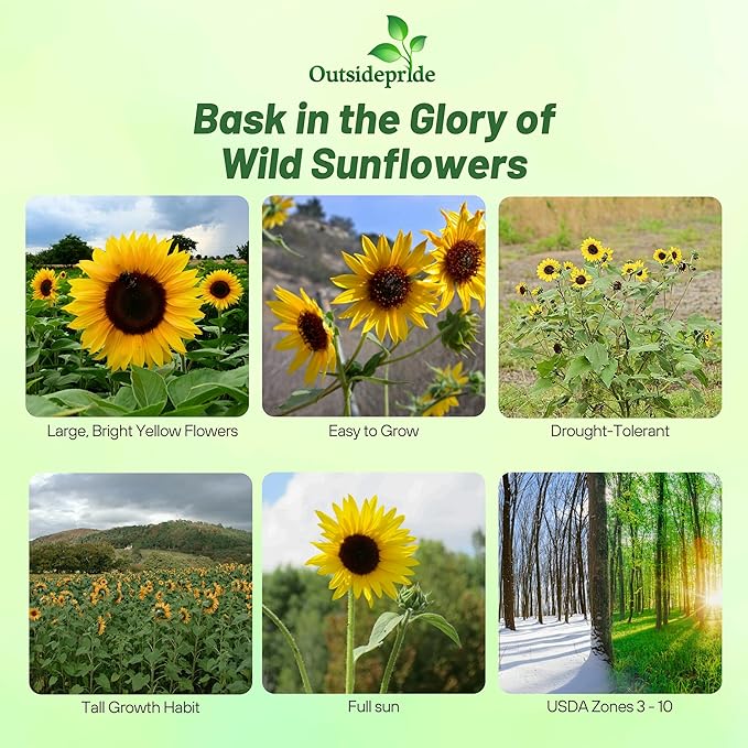 Outsidepride Wild Sunflower Seeds for Planting - 1/4 lb. Annual, Easy to Grow Flower Seeds w/Vibrant, Abundant Blooms for Cut Flower Arrangements & Pollinator & Vegetable Gardens