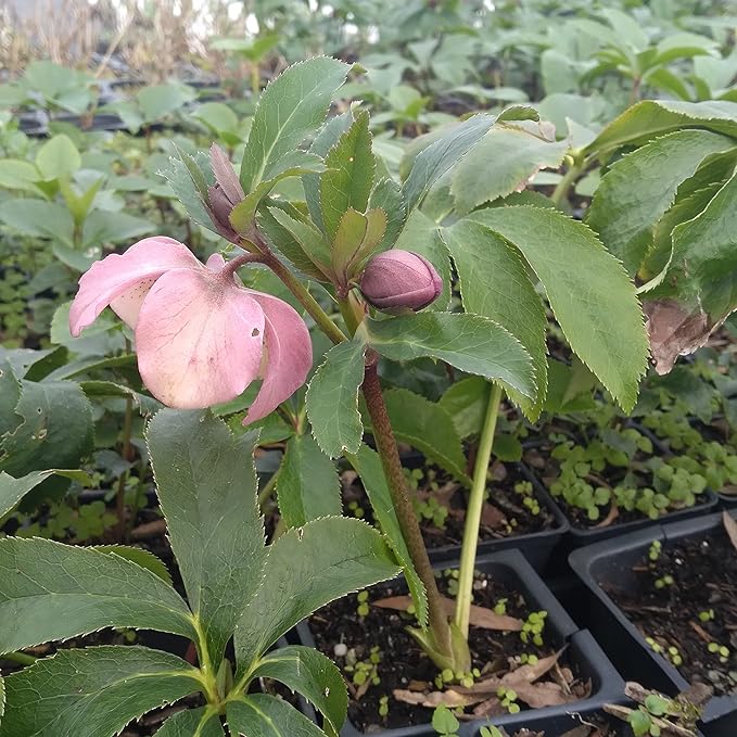 8 Containers of Mixed Lenten Rose/Hellebore in 2.5 Inch Pots- Great for Fall Planting!