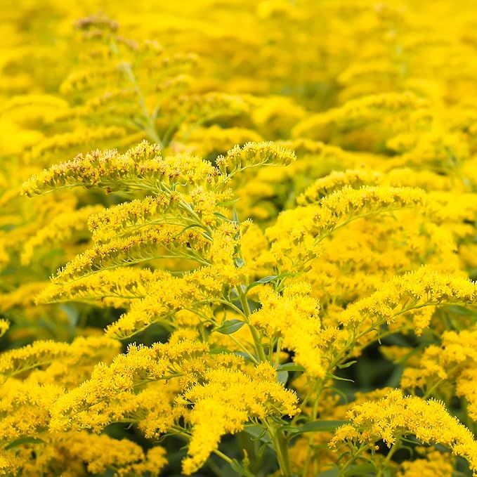 Outsidepride 10000 Seeds Perennial Solidago Stiff Goldenrod Flower Seeds for Planting