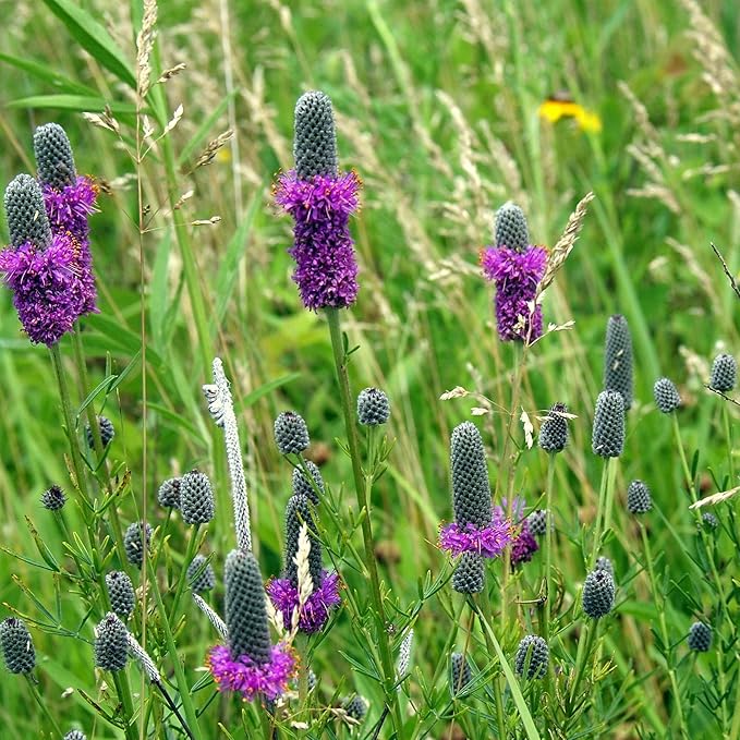Outsidepride Purple Prairie Clover Seeds - 1000 Pcs Perennial Seeds for Planting, Easy to Grow, Drought & Heat Tolerant, High Protein Forage for Livestock, Ideal for Meadow Gardens, & Xeriscaping