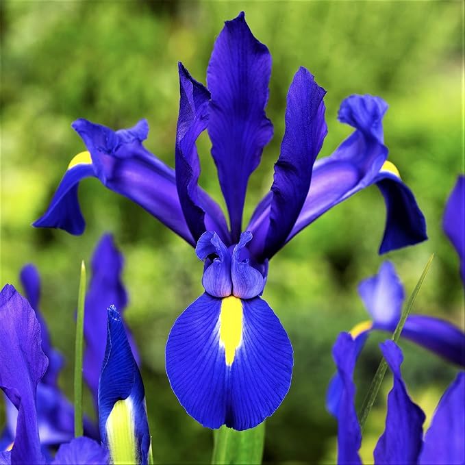 Easy to Grow Dutch Iris Telstar 20 Plant Bulbs - Blue Violet & Yellow Flowers in Spring to Summer, Full Sun Outdoor