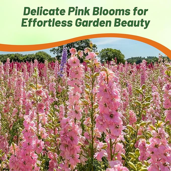 Outsidepride Delphinium Rose Larkspur Seeds for Planting Outdoors - 2000 Pcs Annual, Self-Seeding, Heat & Drought Tolerant Wildflower Seeds, Colorful Blooms for Flower Arrangement & Pollinator Garden