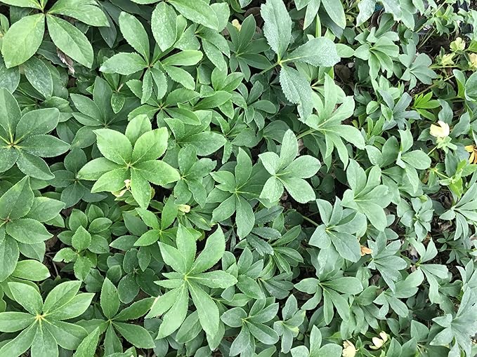 8 Containers of Mixed Lenten Rose/Hellebore in 2.5 Inch Pots- Great for Fall Planting!