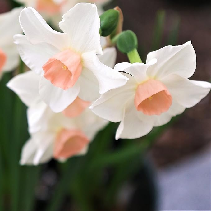 Easy to Grow Narcissus Daffodil Bell Song 10 Plant Bulbs - Fragrant White & Pink Flowers in Spring Sun Outdoor Zones 4-8