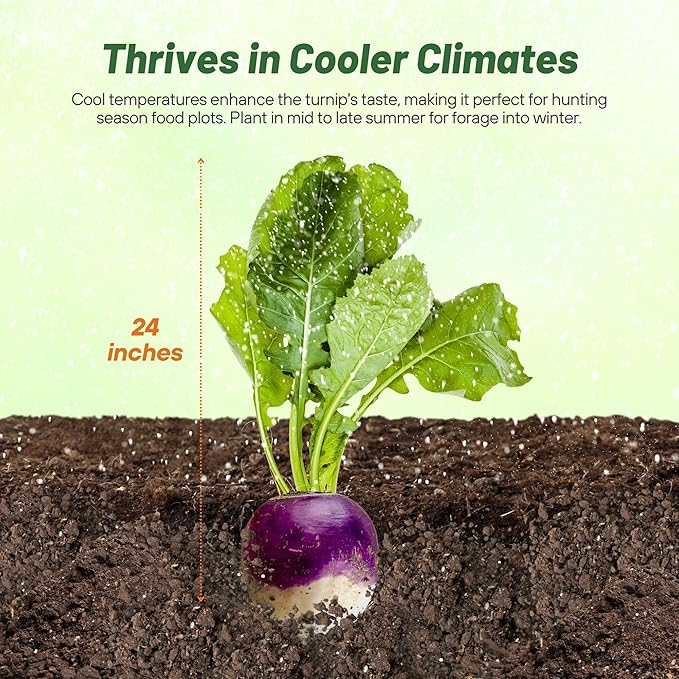 Outsidepride Purple Top Turnip Seeds - 5 Lbs High-Yield, High Protein Turnip Seed, Ideal Cover Crop, for Forage, Grazing Livestock, High Energy Deer Food Plot & Soil Improvement