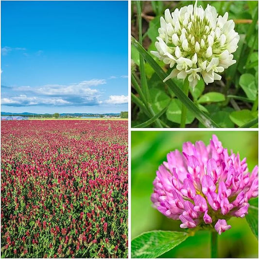 Clover Trio Seed Blend – Premium 4 oz ~44,800 Seeds – Red, White & Crimson Clover – Cover Crop & Soil Enrichment Mix
