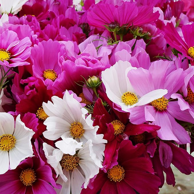 Outsidepride Sensation Mix Cosmos Bipinnatus Seeds - 1000pcs Annual, Drought-Tolerant, Self-Sowing, Mixed Flower Seeds for Planting Outdoors, Easy-Grow Pollinator Garden & Cut Flowers (AAS Winner)