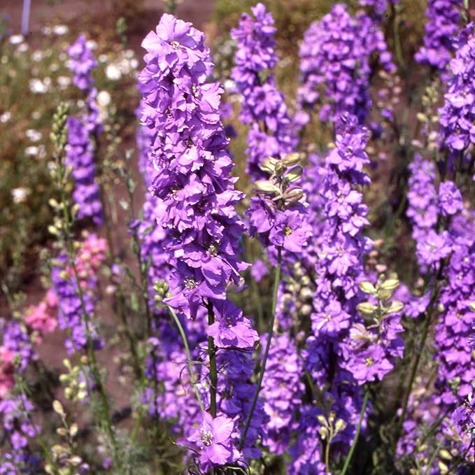Outsidepride Delphinium Lilac Larkspur Seeds for Planting Outdoors - 2000 Pcs Annual, Self-Seeding, Heat & Drought Tolerant Wildflower Seed, Colorful Blooms for Flower Arrangement & Pollinator Garden