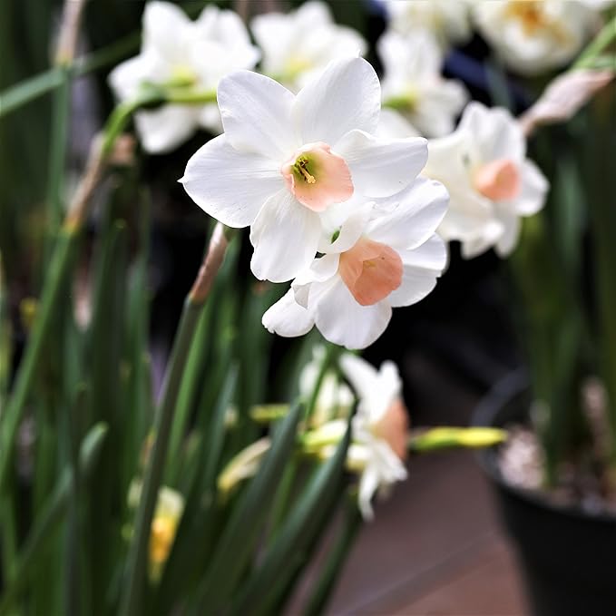 Easy to Grow Narcissus Daffodil Bell Song 10 Plant Bulbs - Fragrant White & Pink Flowers in Spring Sun Outdoor Zones 4-8