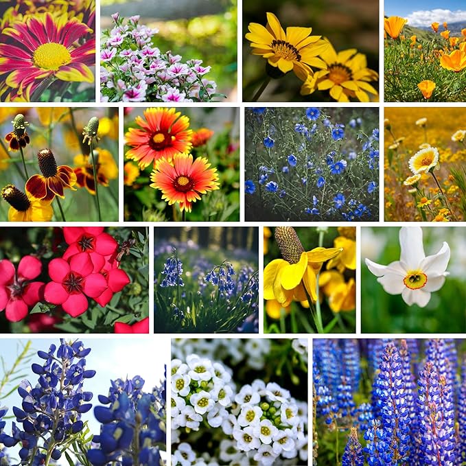 Southwestern Wildflower Seeds Bulk – 1/4 lb, 160,000+ Seeds – Native Desert Flower Mix – Annual & Perennial Wildflower Seed for Pollinators and Dry Climates