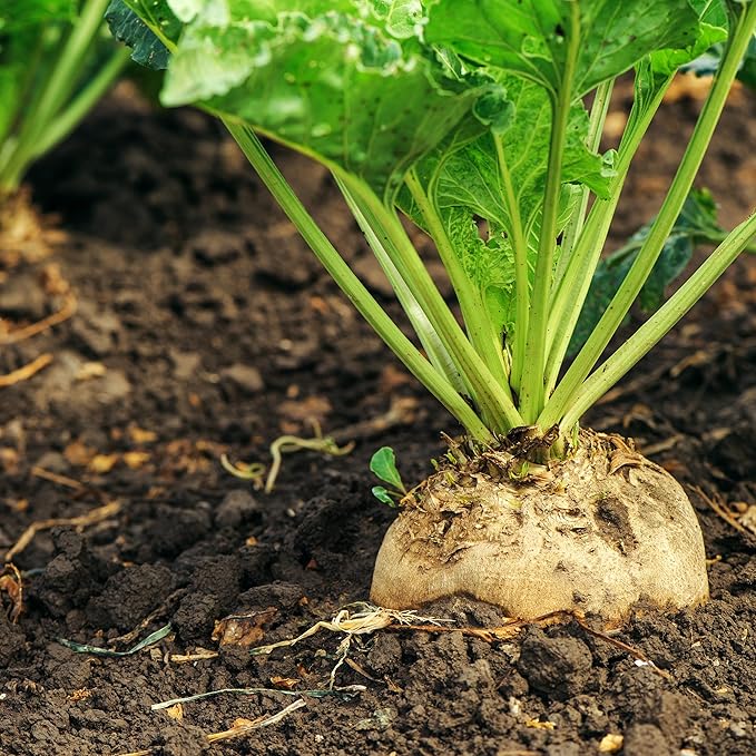 Organic Turnip Seeds (Golden Globe) - Approx 500 Seeds - USDA Organic, Non-GMO, Open Pollinated, Heirloom, USA Origin